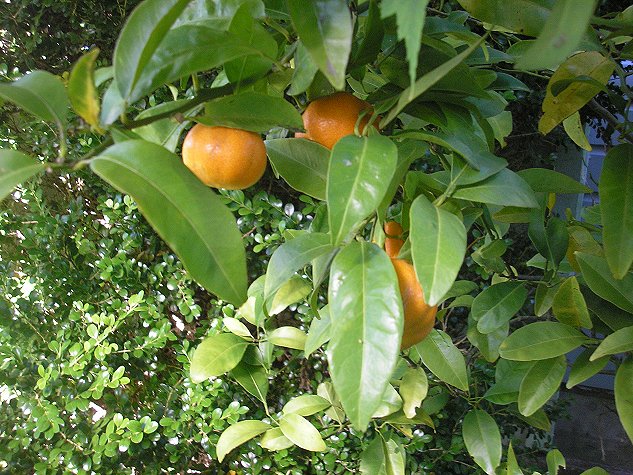 small tangerine tree